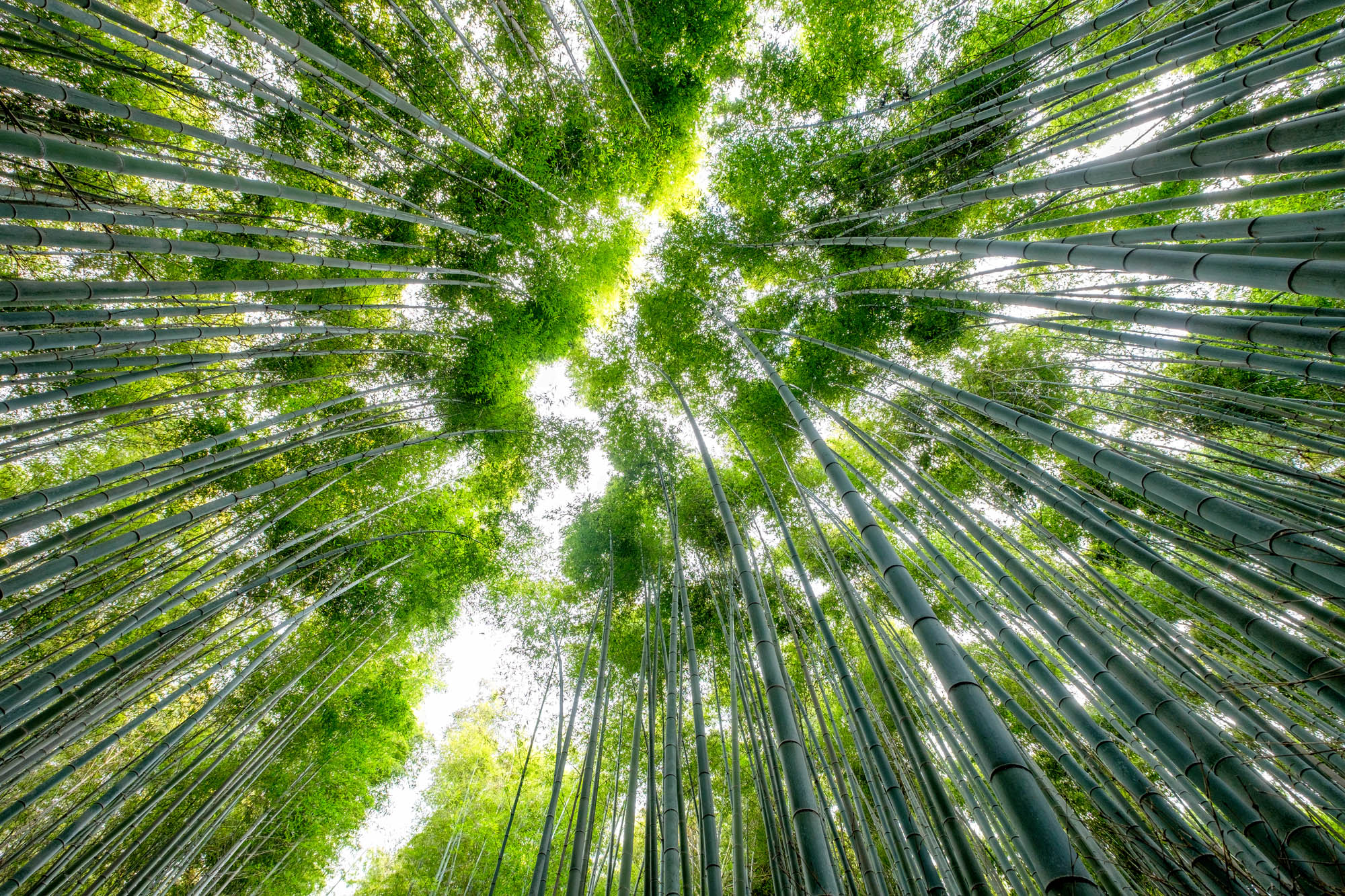 Low angle view beautiful green Bamboo grove forest