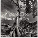 Book Cover: Beth Moon's Ancient Trees