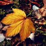 FreePic: Autumn leaves