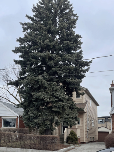 Photo of the Blue Spruce tree in my front yard.