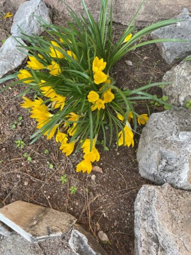 Wild yellow crocuses on side of our path in Greece can help bring you back to health.